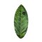 HW-Shapes Hybridskim Skimleaf Skimboard