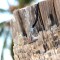 Silver+Surf Silber Schmuck BootAnker Wood Halsband