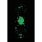 Little Lemon Loomi Corkgrip Kids Skateboard Cruiser Ghost 24.75"
