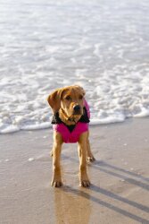 DRYROBE Dog Coat Hundemantel Pink Schwarz XXL