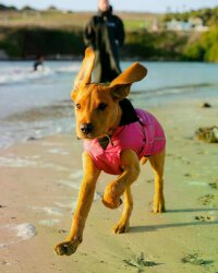 DRYROBE Dog Coat Hundemantel Pink Schwarz L