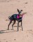 DRYROBE Dog Coat Hundemantel Schwarz Camo Pink XXL