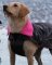 DRYROBE Dog Coat Hundemantel Schwarz Camo Pink S