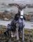 DRYROBE Dog Coat Hundemantel Schwarz Camo XL