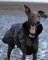 DRYROBE Dog Coat Hundemantel Schwarz Camo XL