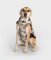 DRYROBE Dog Coat Hundemantel Sand Camo XL