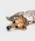 DRYROBE Dog Coat Hundemantel Sand Camo L
