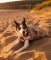 DRYROBE Dog Coat Hundemantel Sand Camo L