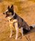 DRYROBE Dog Coat Hundemantel Sand Camo XS