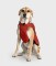 DRYROBE Dog Coat Hundemantel Burnt Orange XL