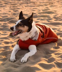 DRYROBE Dog Coat Hundemantel Burnt Orange XS
