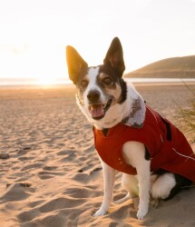 DRYROBE Dog Coat Hundemantel Burnt Orange XS