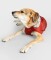 DRYROBE Dog Coat Hundemantel Burnt Orange XS