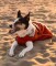DRYROBE Dog Coat Hundemantel Burnt Orange XS