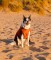 DRYROBE Dog Coat Hundemantel Burnt Orange XS